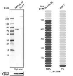 Galectin-3BP/MAC-2BP/LGALS3BP Antibody, Novus Biologicals 0.1mL; Unlabeled:Antibodies,
